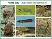 fauna